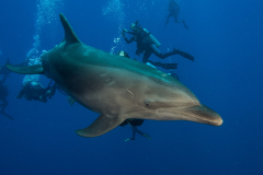 dolphin3