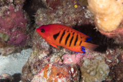 flame_angelfish