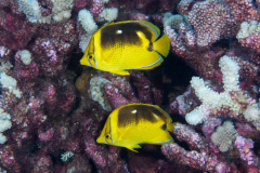 fourspot_butterflyfish