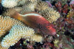 freckled_hawkfish