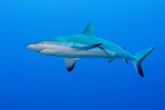 gray_reef_shark2