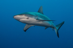 gray_reef_shark3