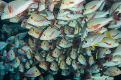 humpback_snappers
