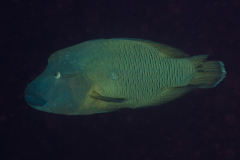 humphead_wrasse