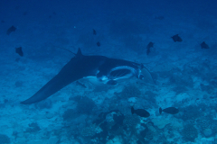 manta1