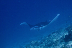 manta2