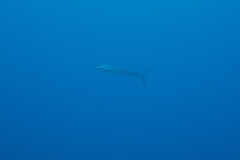 marlin
