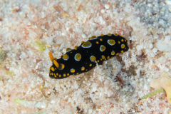 nudi-phyllidia