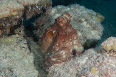 octopus
