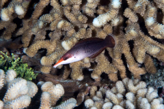 pacific_bird_wrasse