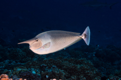 paletail_unicornfish