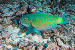 parrotfish