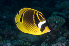 raccoon_butterflyfish