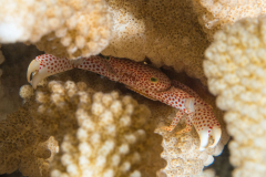 red-spotted_guard_crab