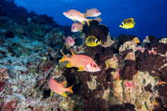 reef1