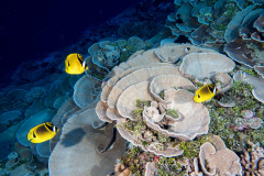 reef2