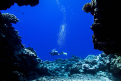 reef6