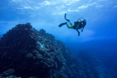 reef7