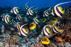 schooling_bannerfish