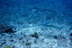 sharks1