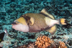 titan_triggerfish