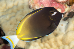 whitecheek_surgeonfish
