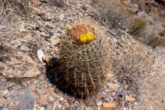 grand_canyon108