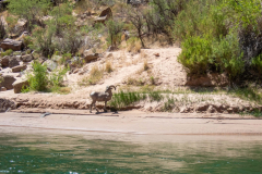 grand_canyon127-Bighorn