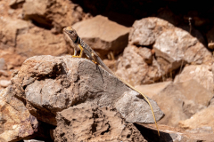 grand_canyon13-Collared-Lizard