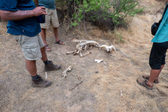grand_canyon147-Bighorn-Skeleton