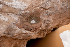 grand_canyon149-Bird-Nest-Eggs