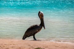 grand_canyon44-Pelican