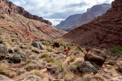 grand_canyon98