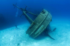 Kittiwake1