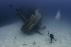 Kittiwake10