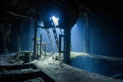Kittiwake11