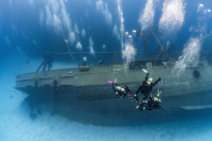 Kittiwake15