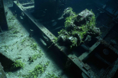 Kittiwake3