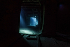 Kittiwake4