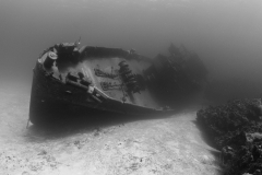 Kittiwake5