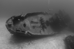 Kittiwake6
