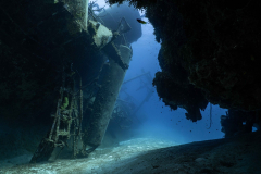 Kittiwake7