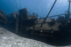 Kittiwake9