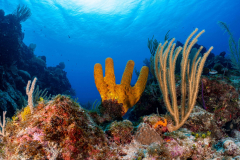 Reef1