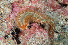 bearded_fireworm2