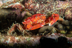 clinging_crab