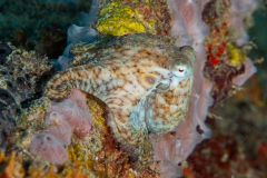 common_octopus