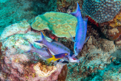 creole_wrasse