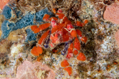 cryptic_teardrop_crab