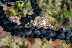 flamingo_tongue1